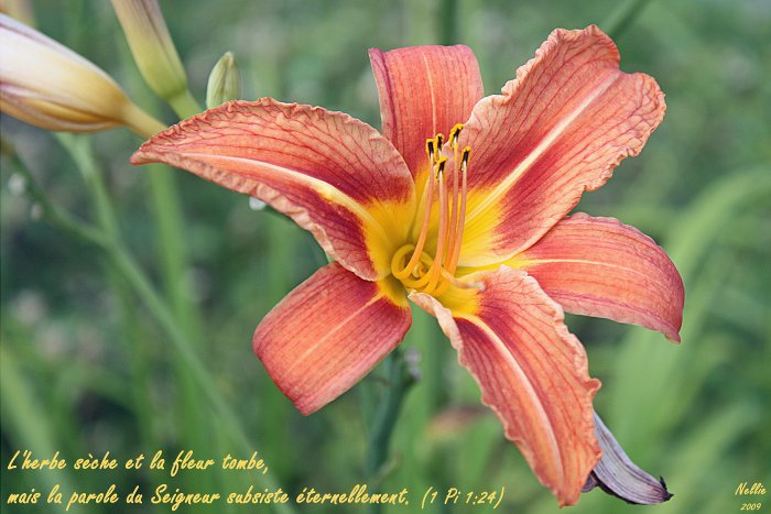 ¿Cómo entender la Biblia? La palabra del Señor permanece para siempre."(1 Pedro 1.22-25, NVI)